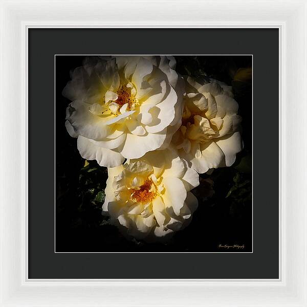 Yellow bloom - Framed Print