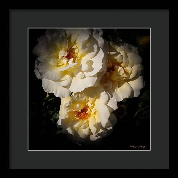 Yellow bloom - Framed Print