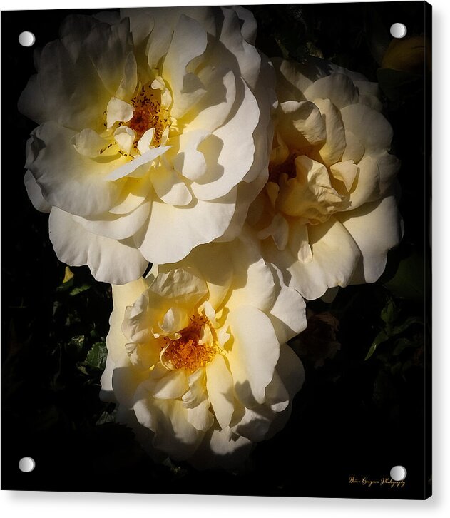 Yellow bloom - Acrylic Print
