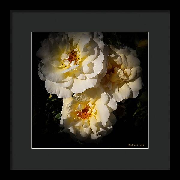 Yellow bloom - Framed Print