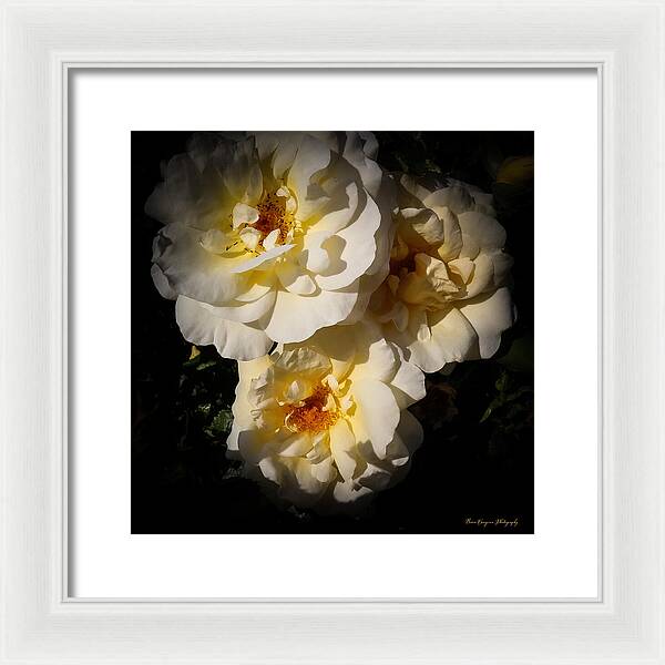 Yellow bloom - Framed Print