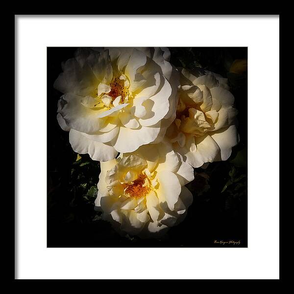 Yellow bloom - Framed Print