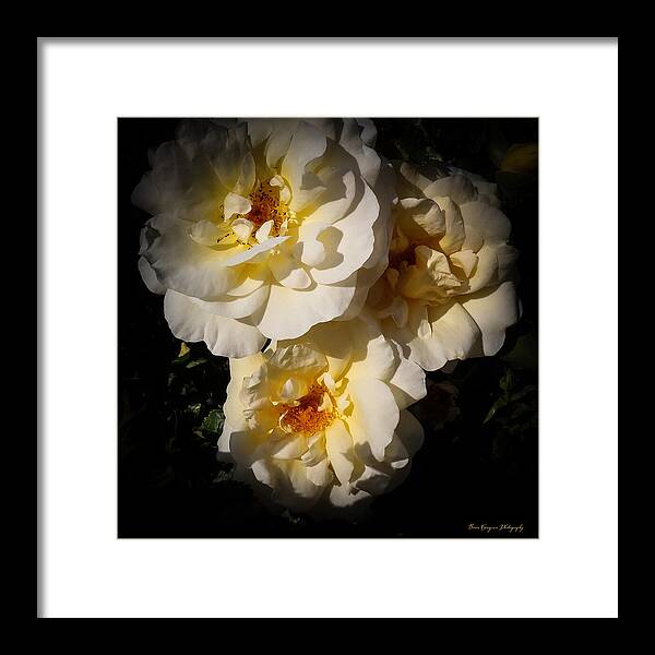 Yellow bloom - Framed Print