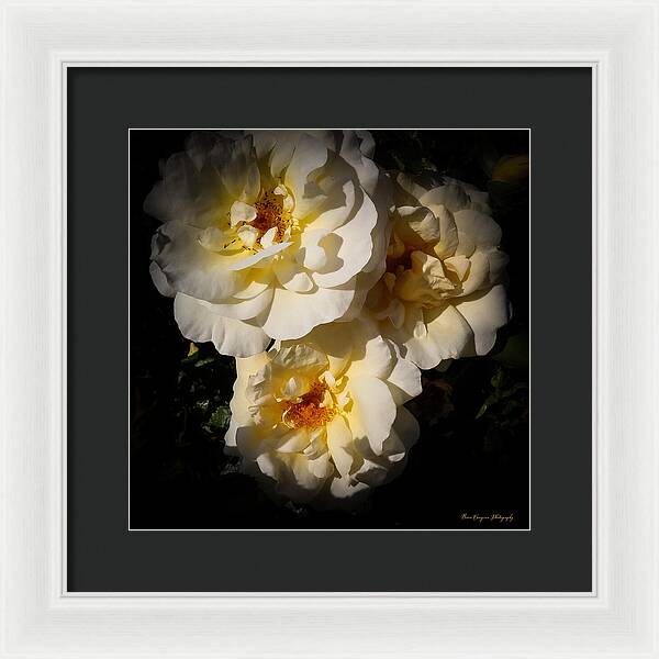 Yellow bloom - Framed Print
