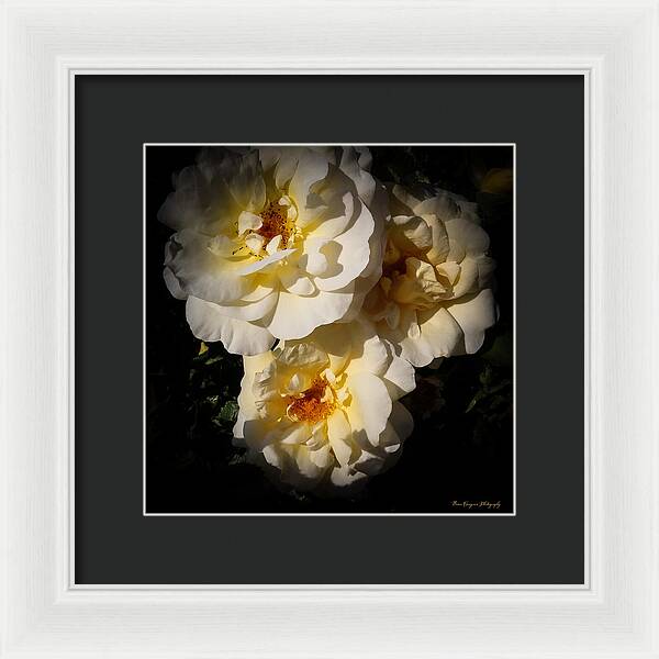 Yellow bloom - Framed Print