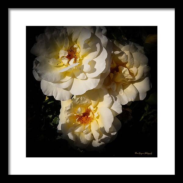 Yellow bloom - Framed Print