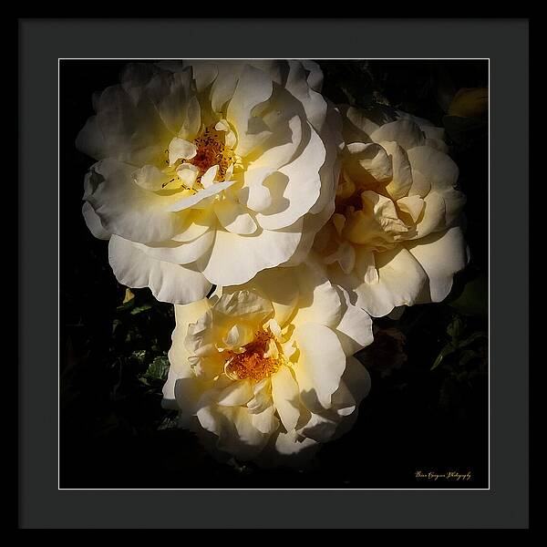 Yellow bloom - Framed Print