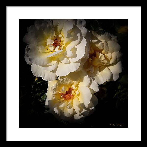 Yellow bloom - Framed Print