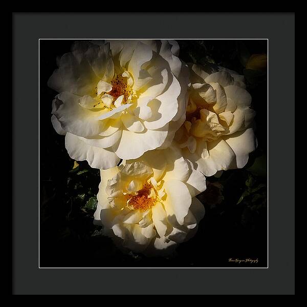 Yellow bloom - Framed Print
