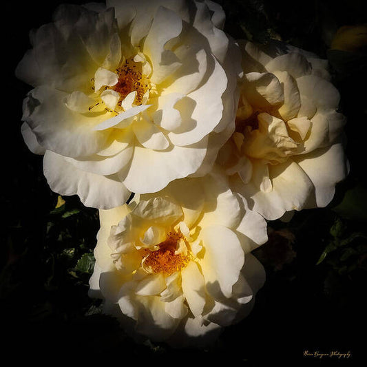 Yellow bloom - Art Print