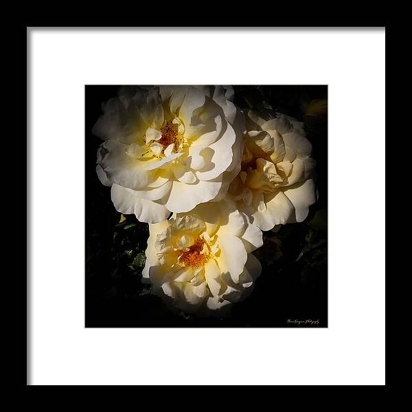 Yellow bloom - Framed Print
