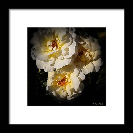 Yellow bloom - Framed Print