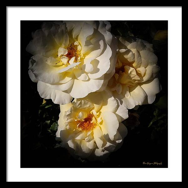 Yellow bloom - Framed Print