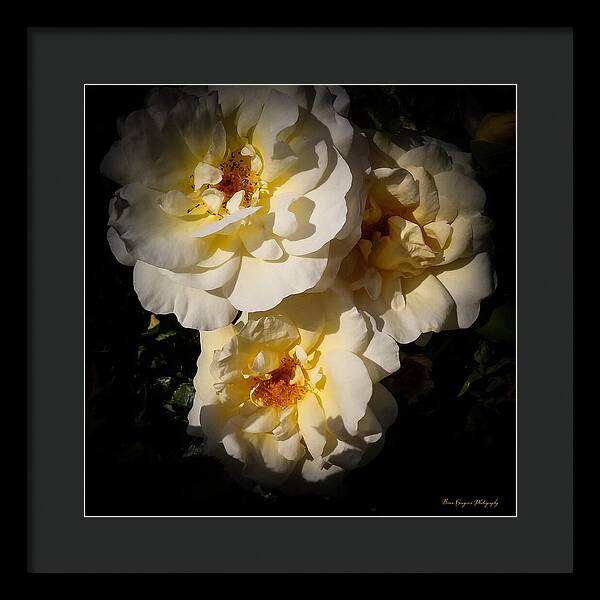 Yellow bloom - Framed Print