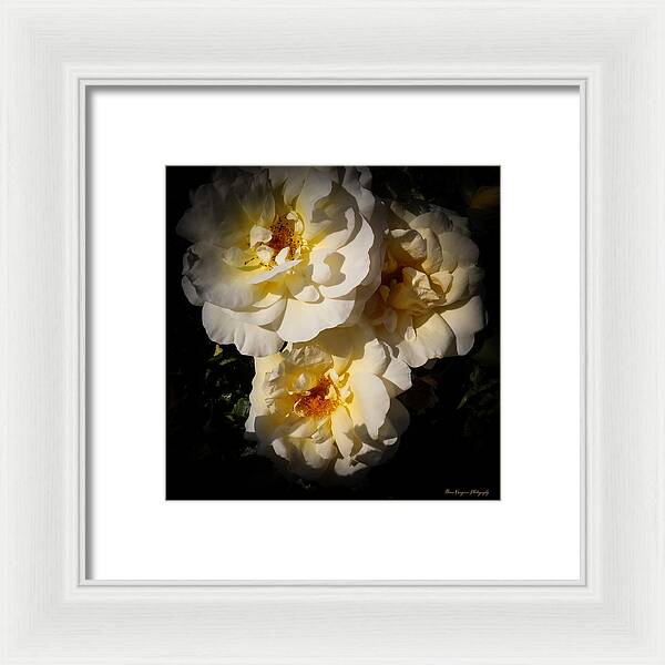 Yellow bloom - Framed Print