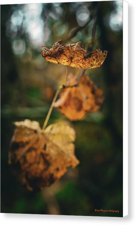Yellow leaves - Canvas Print