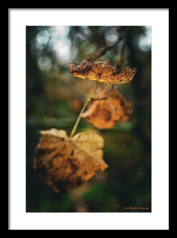 Yellow leaves - Framed Print