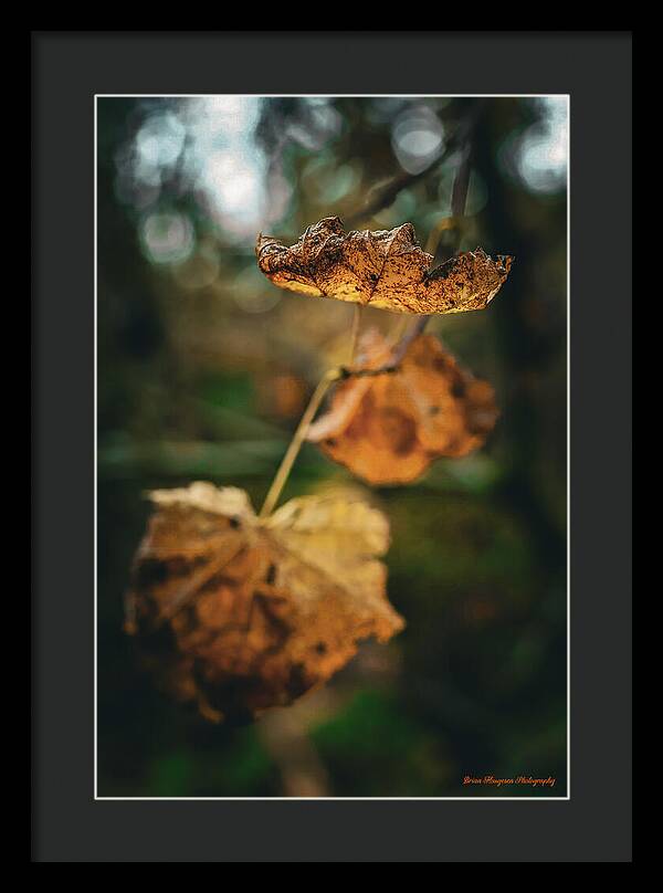 Yellow leaves - Framed Print
