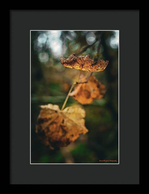 Yellow leaves - Framed Print