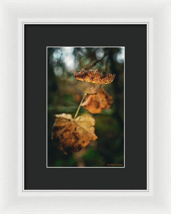Yellow leaves - Framed Print