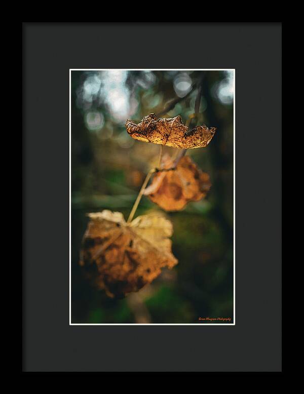 Yellow leaves - Framed Print