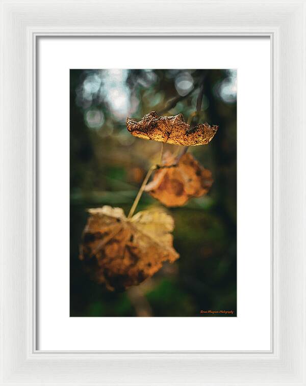Yellow leaves - Framed Print