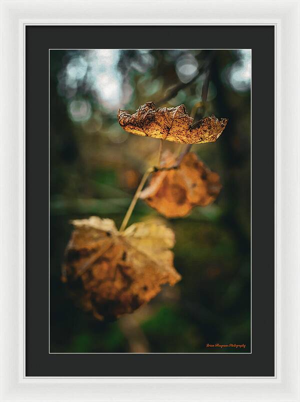 Yellow leaves - Framed Print