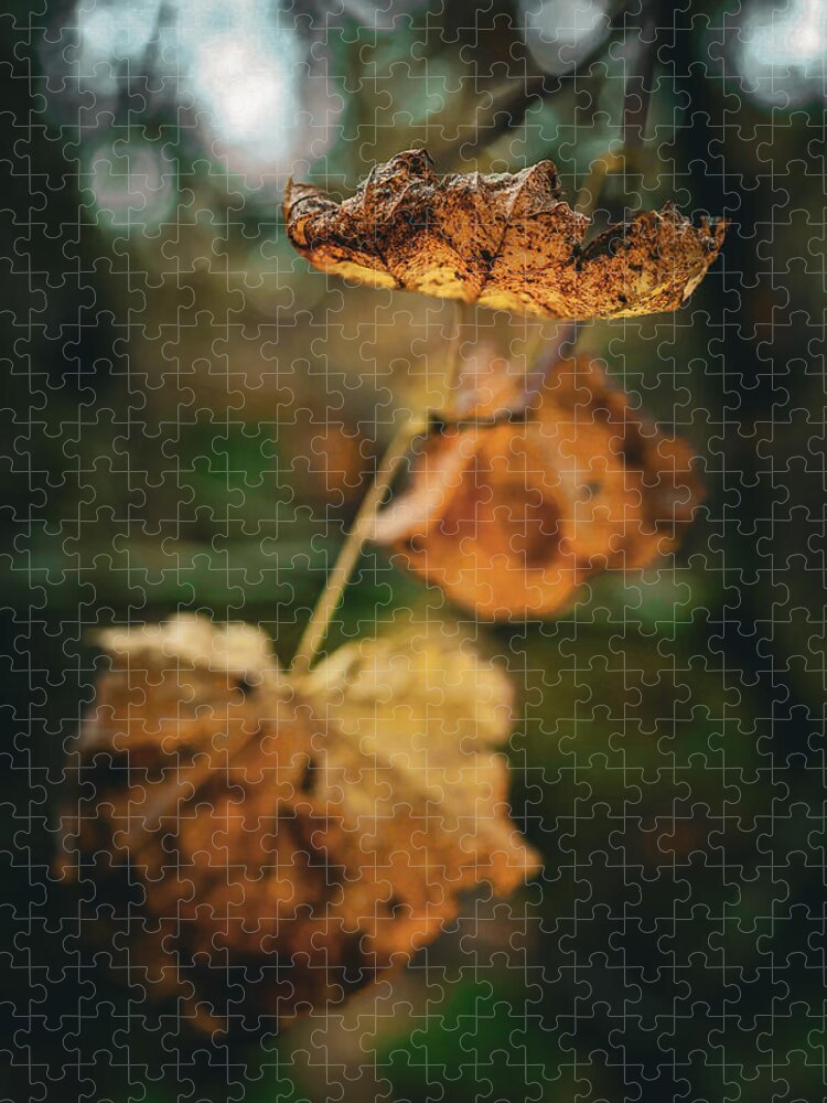 Yellow leaves - Puzzle