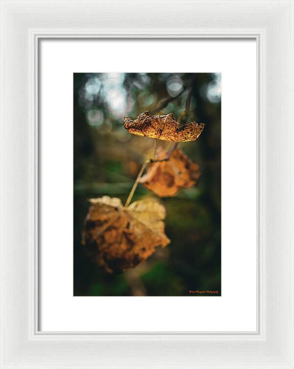 Yellow leaves - Framed Print
