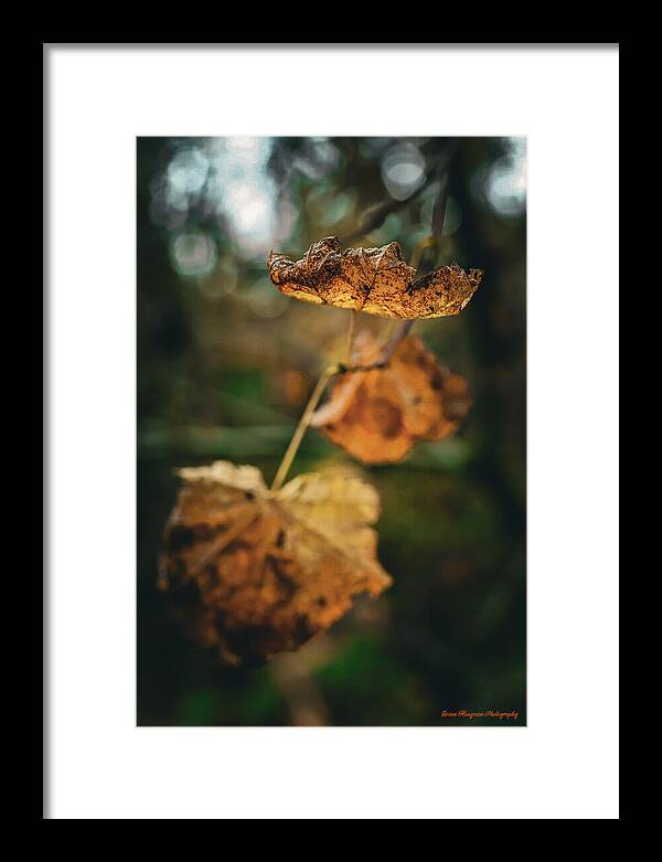 Yellow leaves - Framed Print
