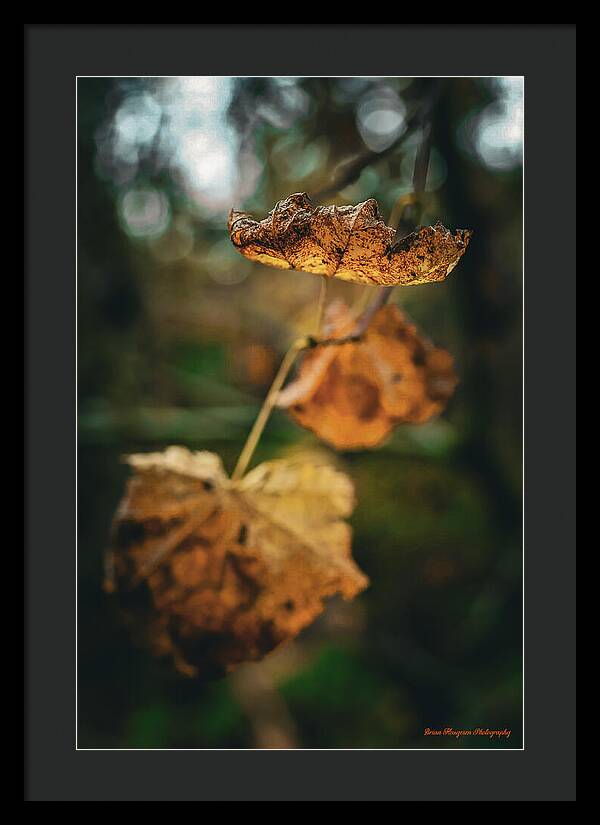 Yellow leaves - Framed Print