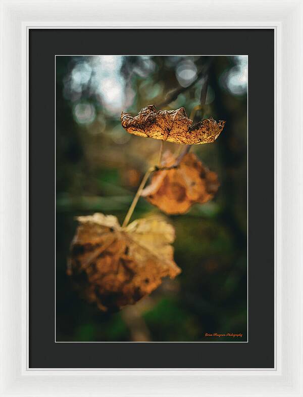 Yellow leaves - Framed Print