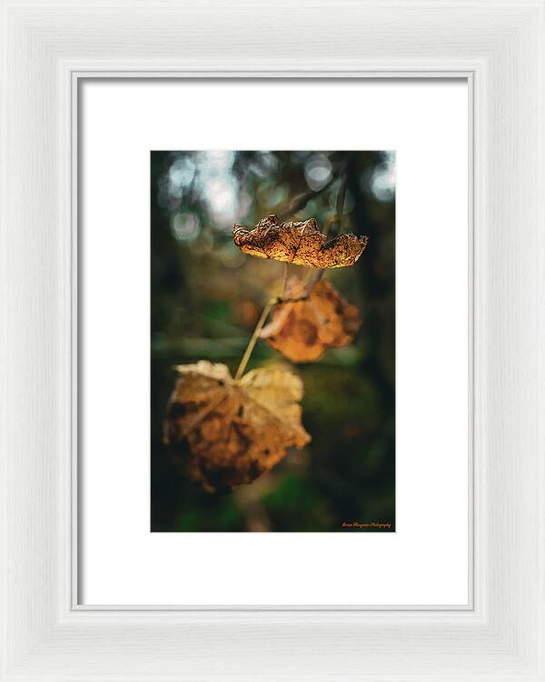 Yellow leaves - Framed Print