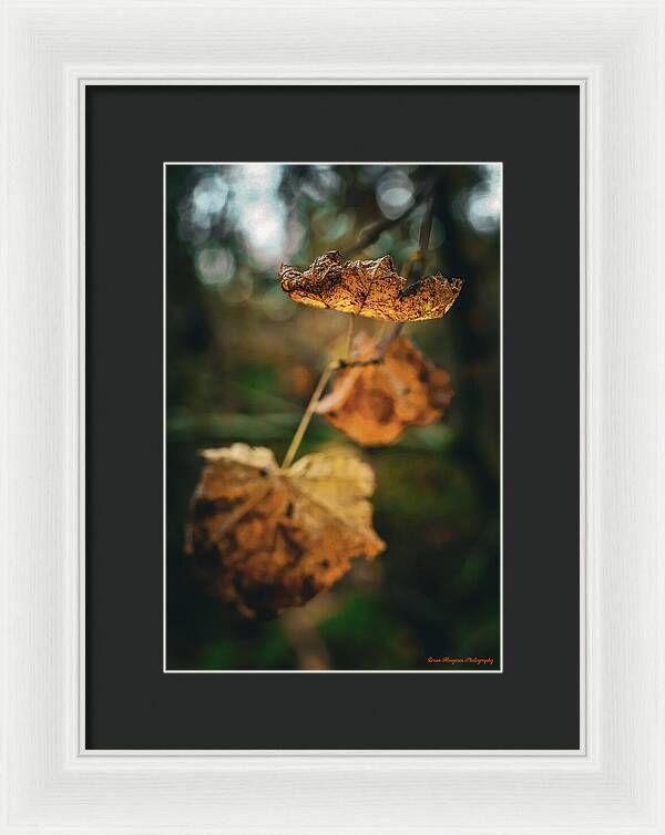 Yellow leaves - Framed Print