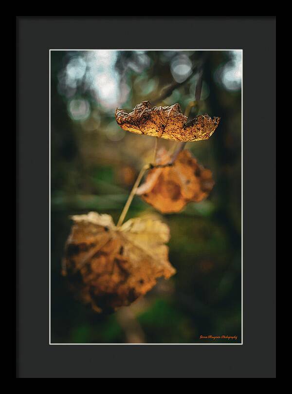Yellow leaves - Framed Print