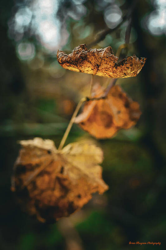 Yellow leaves - Art Print