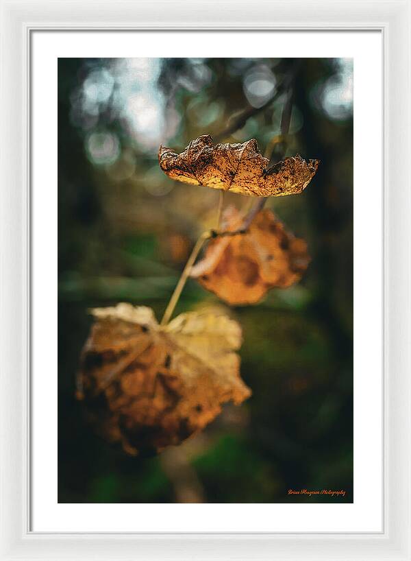 Yellow leaves - Framed Print