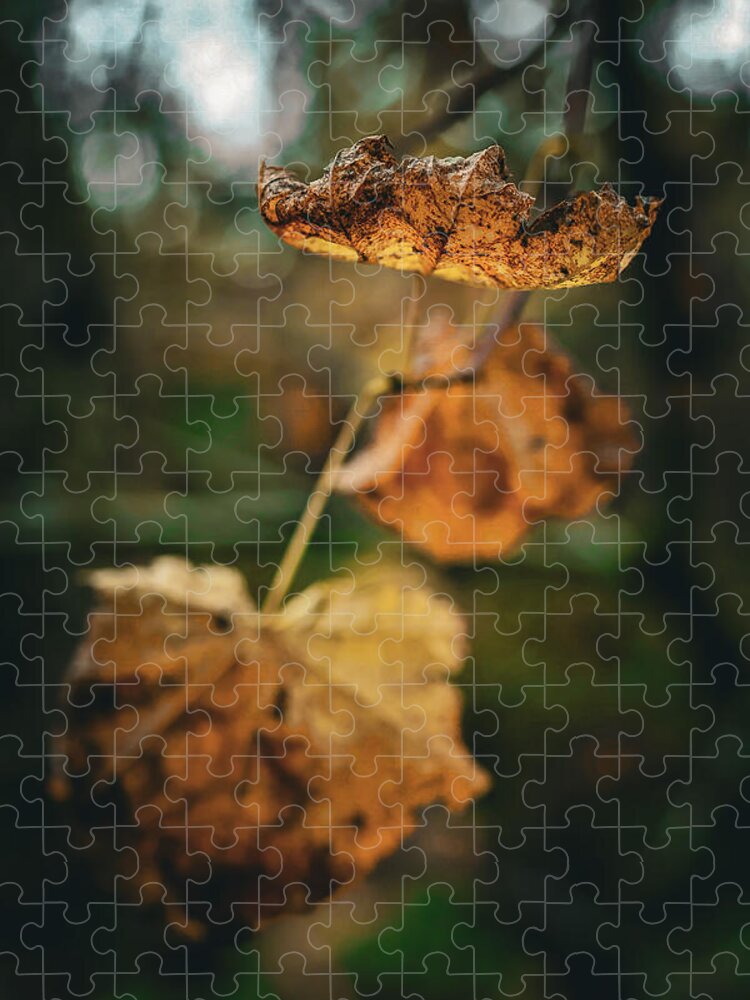 Yellow leaves - Puzzle