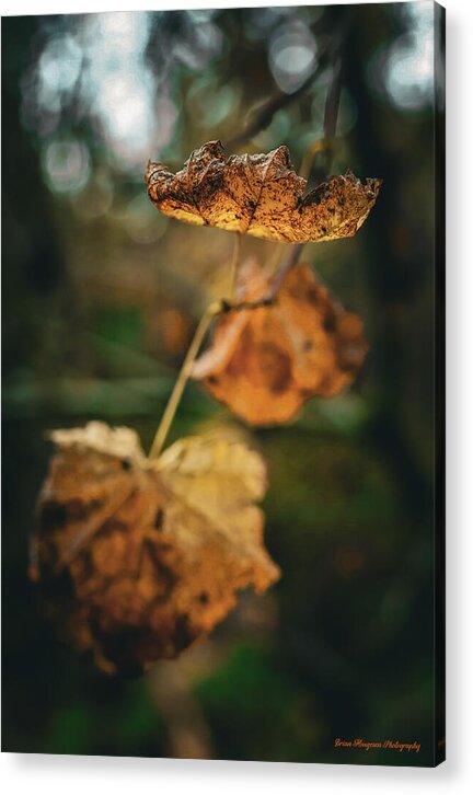 Yellow leaves - Acrylic Print