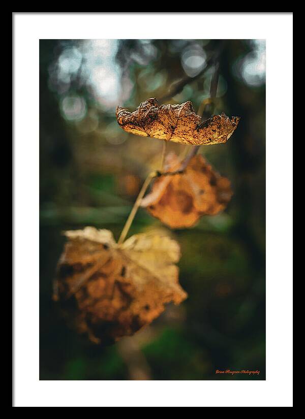 Yellow leaves - Framed Print