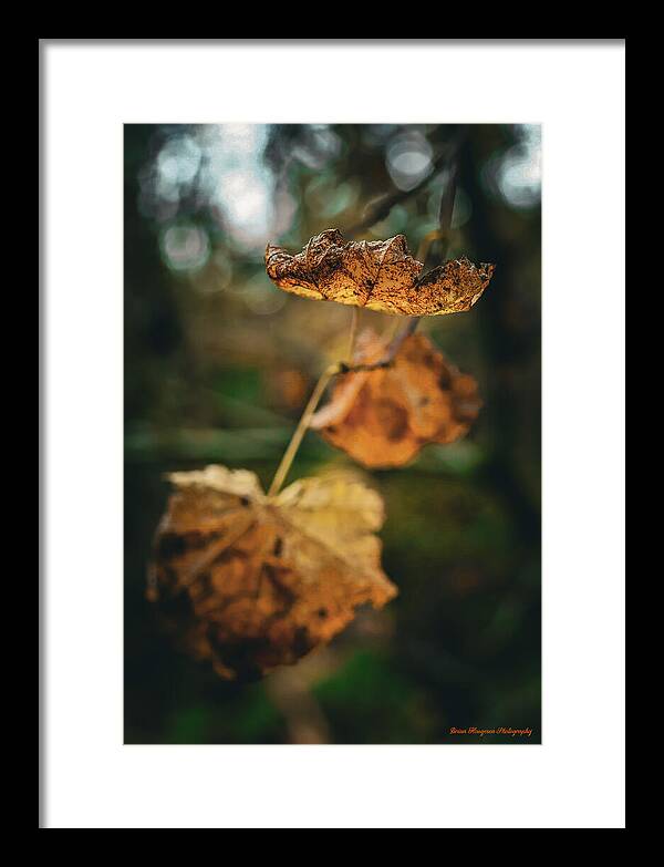 Yellow leaves - Framed Print