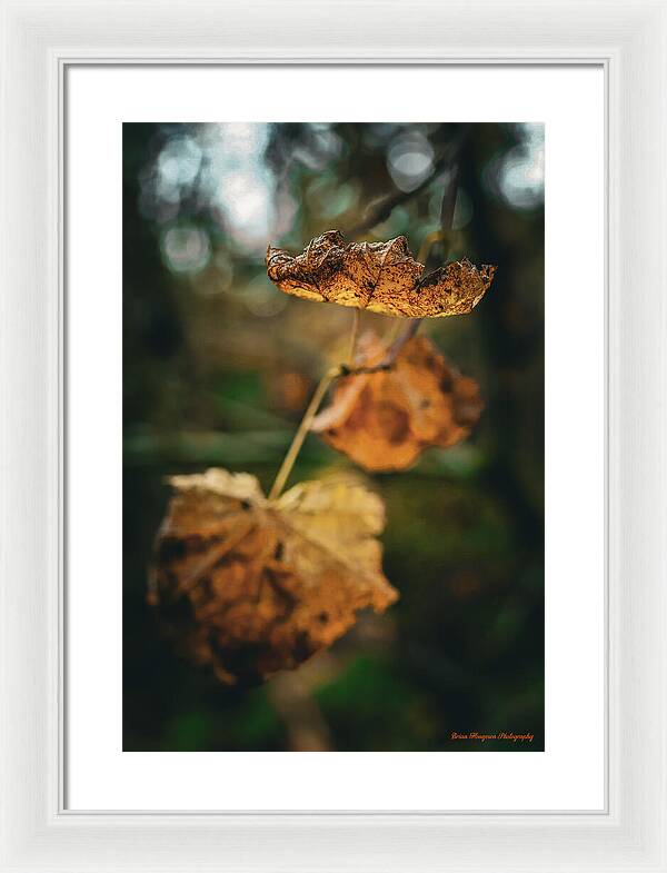 Yellow leaves - Framed Print