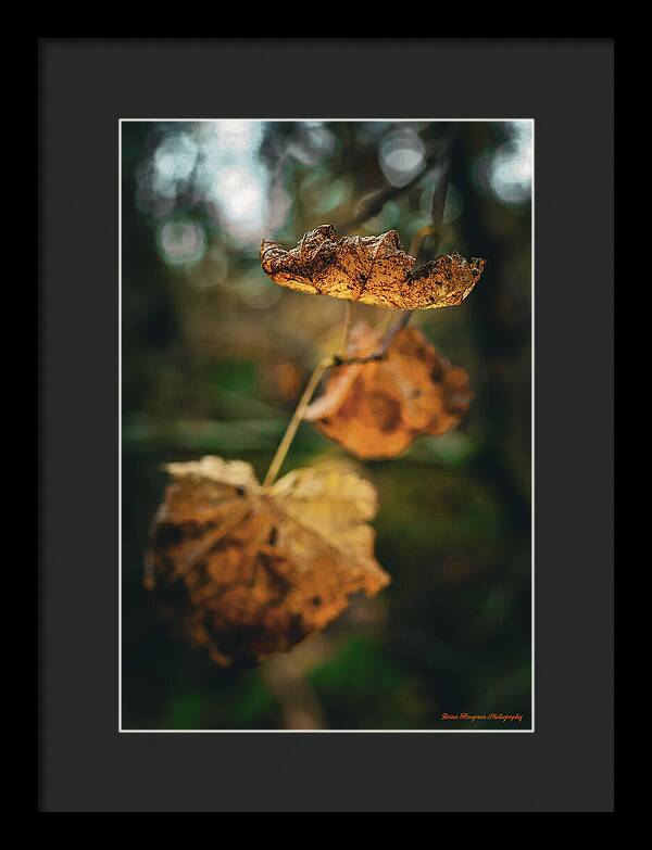 Yellow leaves - Framed Print