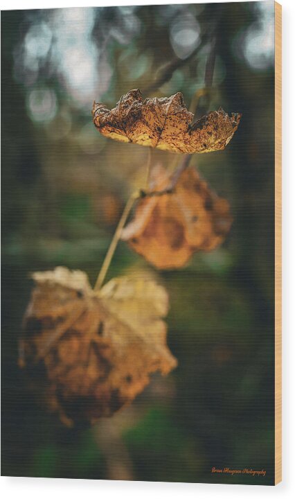 Yellow leaves - Wood Print
