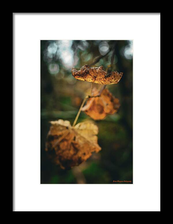 Yellow leaves - Framed Print