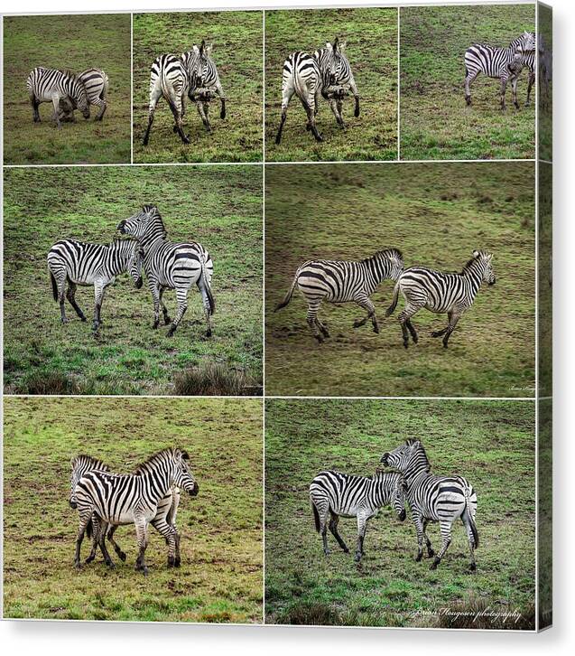 Zebras in play - Canvas Print