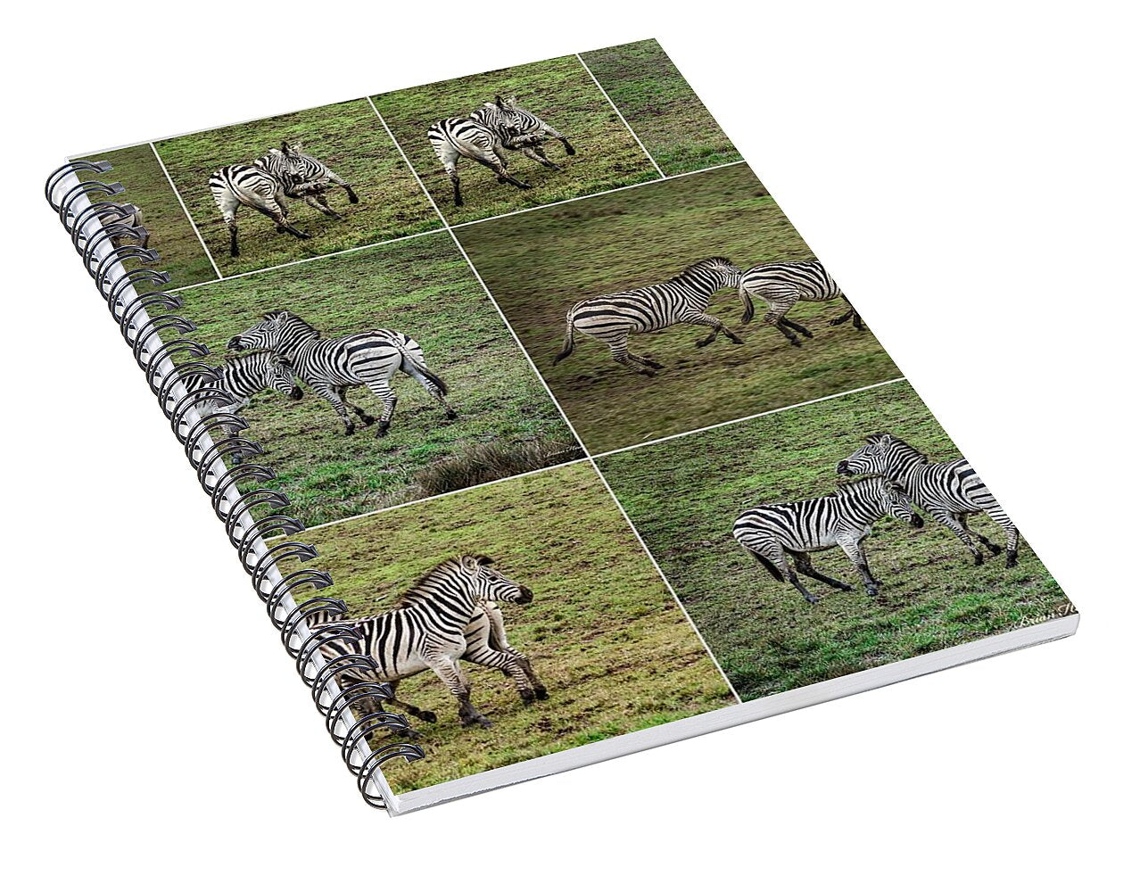 Zebras in play - Spiral Notebook