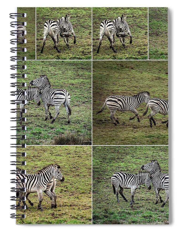 Zebras in play - Spiral Notebook
